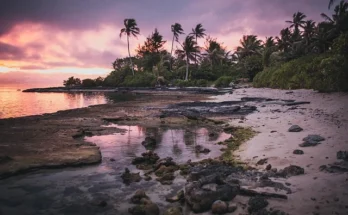 A serene beach on Vomo Island Fiji, featuring palm trees silhouetted against a vibrant pink sunset.