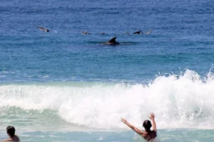 A group of people swimming with dolphins at Point Dume Beach, enjoying a sunny day in the ocean.